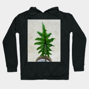 Alocasia jacklyn Hoodie